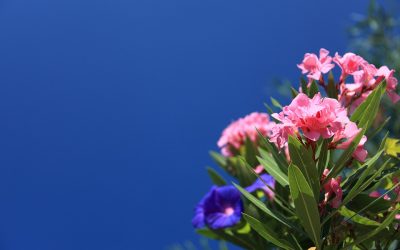 Cuando la Adelfa esta en flor, el color se convierte en el protagonista del jardín