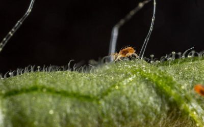 Plaga de la Araña Roja