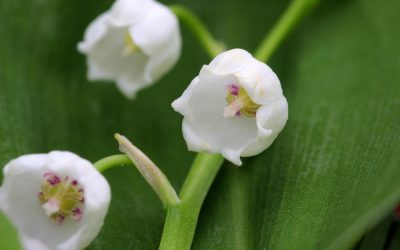 El Ophiopogon, comúnmente conocido como Convolaria o Convalaria