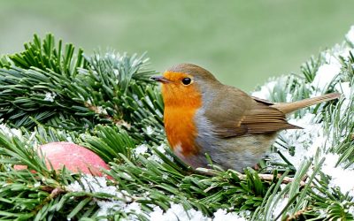 Tareas de diciembre en el jardín