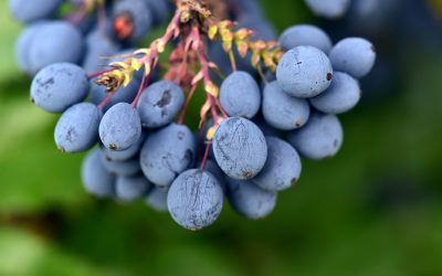 El género Mahonia