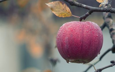 Noviembre en el jardín, qué hacer?