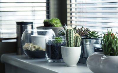 Las plantas de interior y el frío en invierno