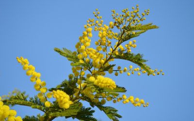 Tareas de Febrero en los jardines de Galicia