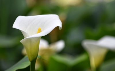 La Cala o Zantedeschia