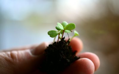 Como transplantar plantas en contenedor