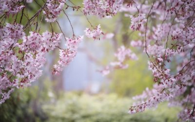 Tareas de Abril en el Jardín 2019