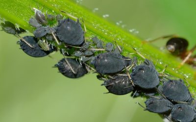 Tratamiento del Pulgón en el jardín