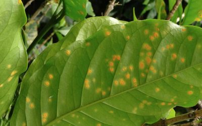 La Roya, hongo en plantas