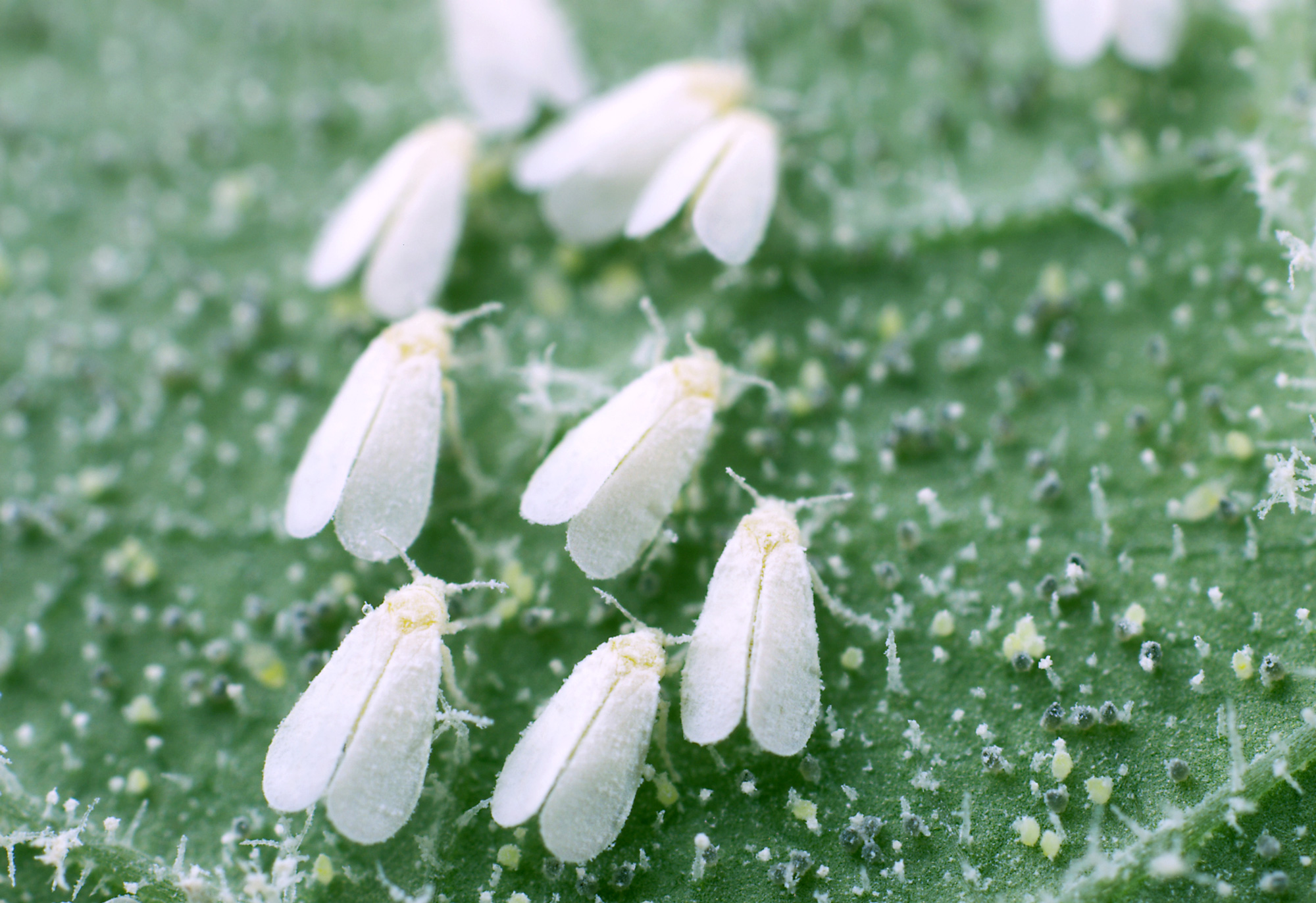 Daños que causa deals la mosca blanca