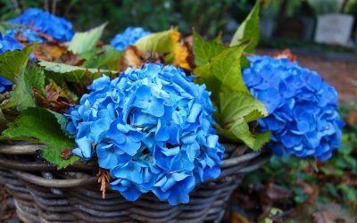 La Hortensia en el jardín