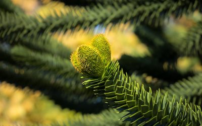 La Araucaria