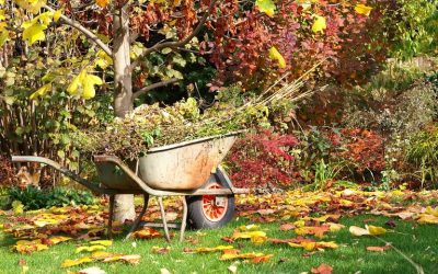 Las tareas de septiembre en nuestro jardín