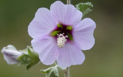 La rosa de Siria, Hibiscus Syriacus