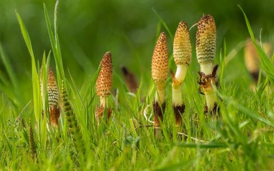 Comprar Equisetum Hyemale