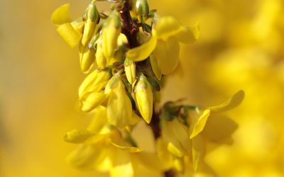 Flores de las Forsitias