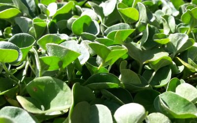 Plantas tapizantes en galicia