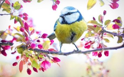 Abril, primavera en el Jardín, Tareas