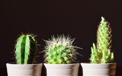 Cactus, tipos y cuidados